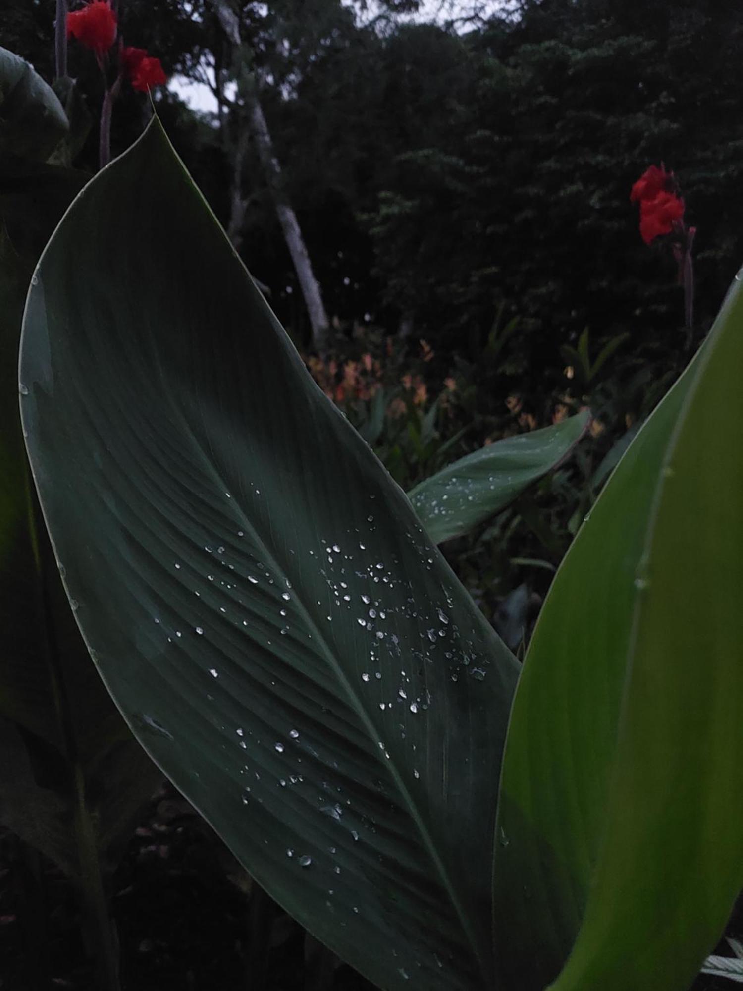 Los Chocuacos. Guácimo Esterno foto